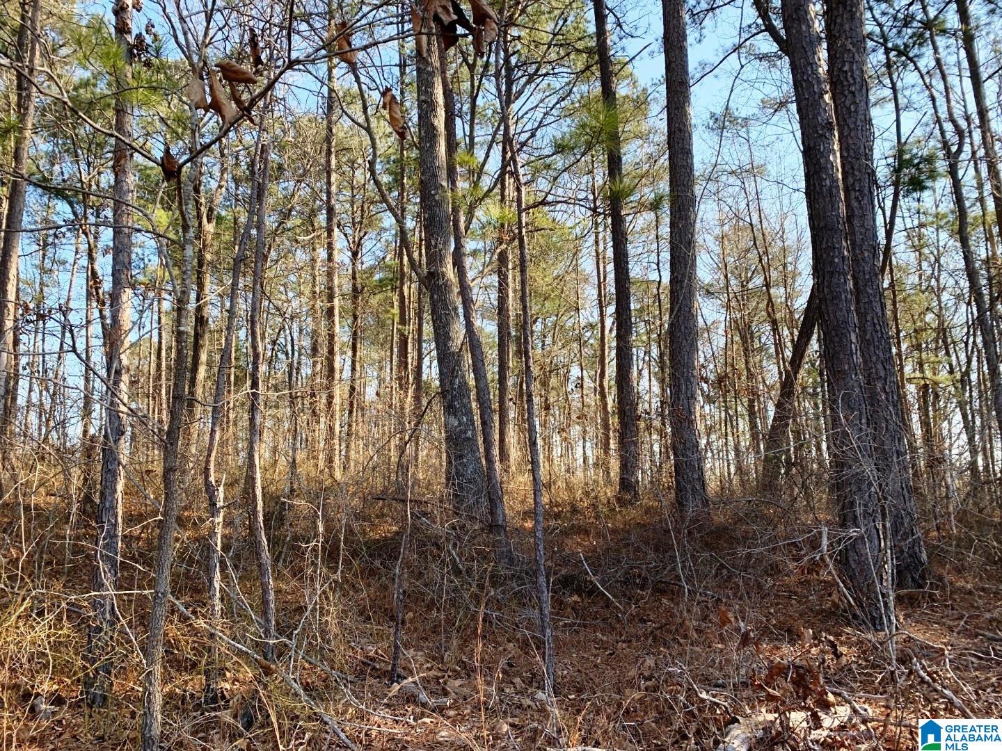 214 County Road, Unit 10 Fruithurst, AL 36262 - Photo 5 of 11