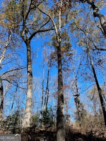 a view of a tree in a yard