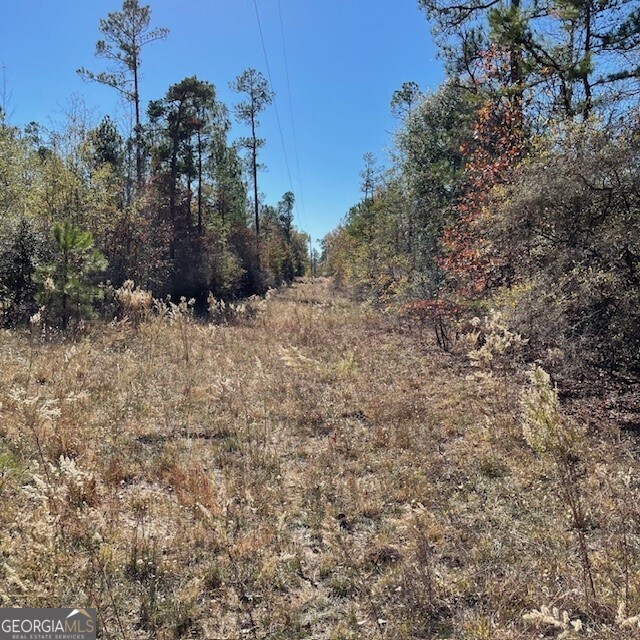 0 Pineville Road, Unit 121 / ACRES Buena Vista, GA 31803 - Photo 29 of 35 a view of a dry yard with trees
