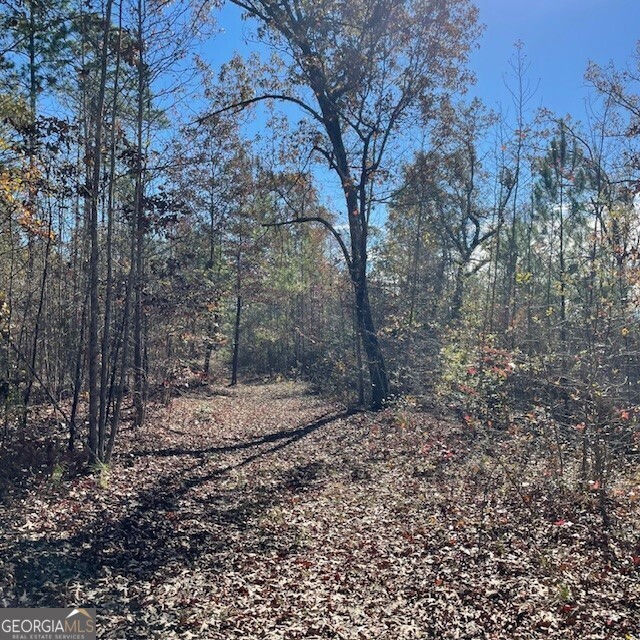 0 Pineville Road, Unit 121 / ACRES Buena Vista, GA 31803 - Photo 4 of 35 a view of a yard with large trees