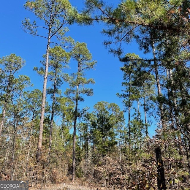 0 Pineville Road, Unit 121 / ACRES Buena Vista, GA 31803 - Photo 5 of 35 a view of a garden
