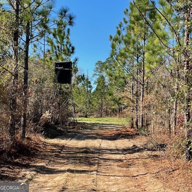 0 Pineville Road, Unit 121 / ACRES Buena Vista, GA 31803 - Photo 6 of 35 a view of a yard