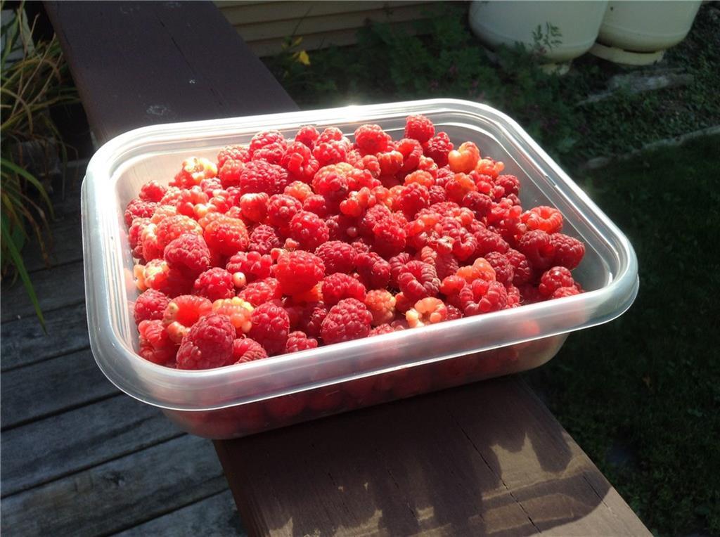 212 Main Road Passadumkeag, ME 04475 - Photo 34 of 34 Pick your own Raspberries in your...