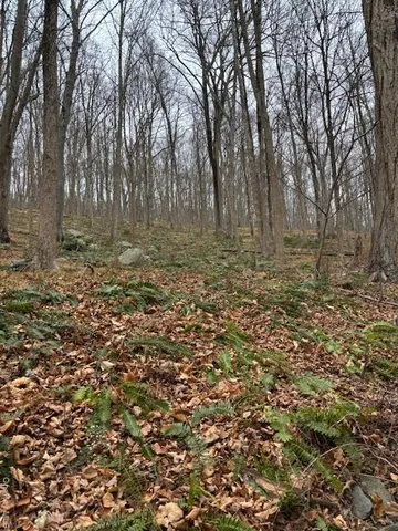 a view of a yard with large trees