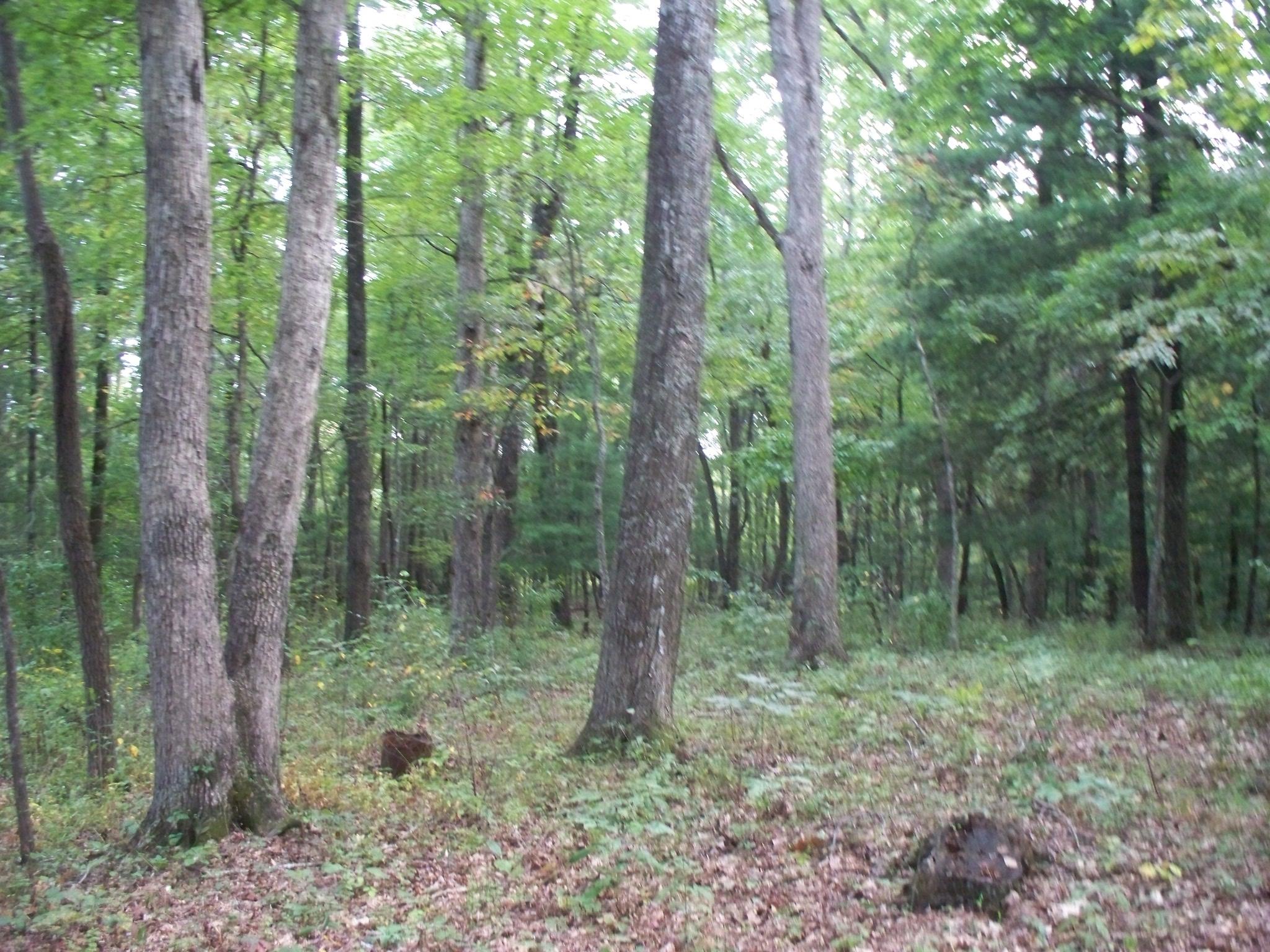 167 Lowes Gap Road Spring City, TN 37381 - Photo 13 of 20 100_7493