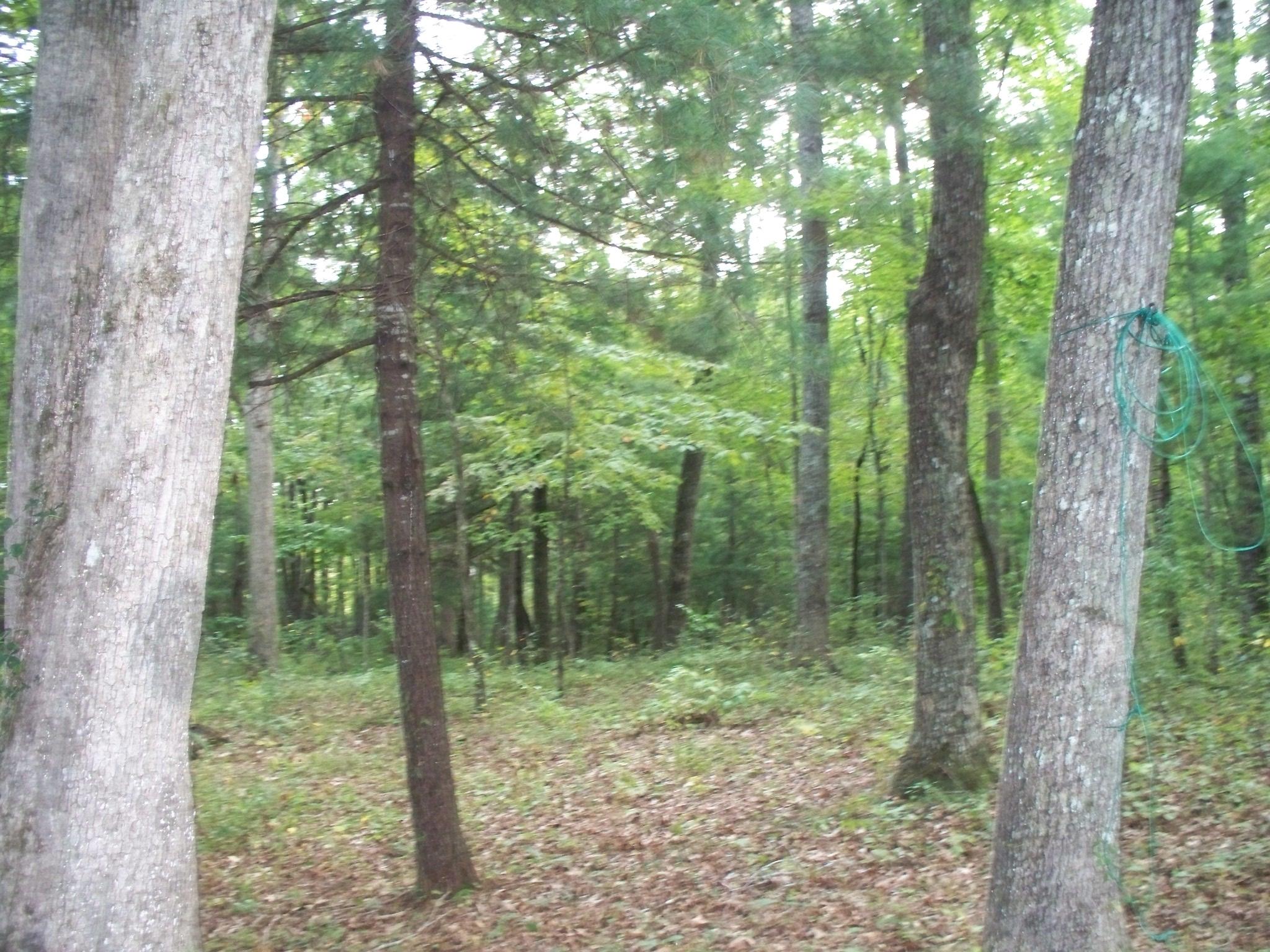 167 Lowes Gap Road Spring City, TN 37381 - Photo 16 of 20 100_7489