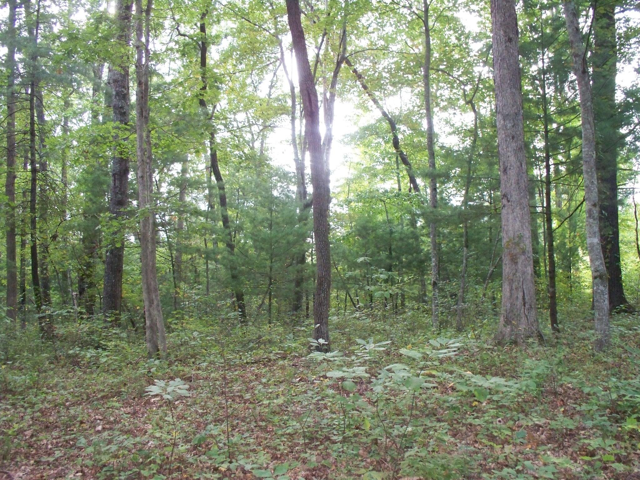 167 Lowes Gap Road Spring City, TN 37381 - Photo 17 of 20 100_7490