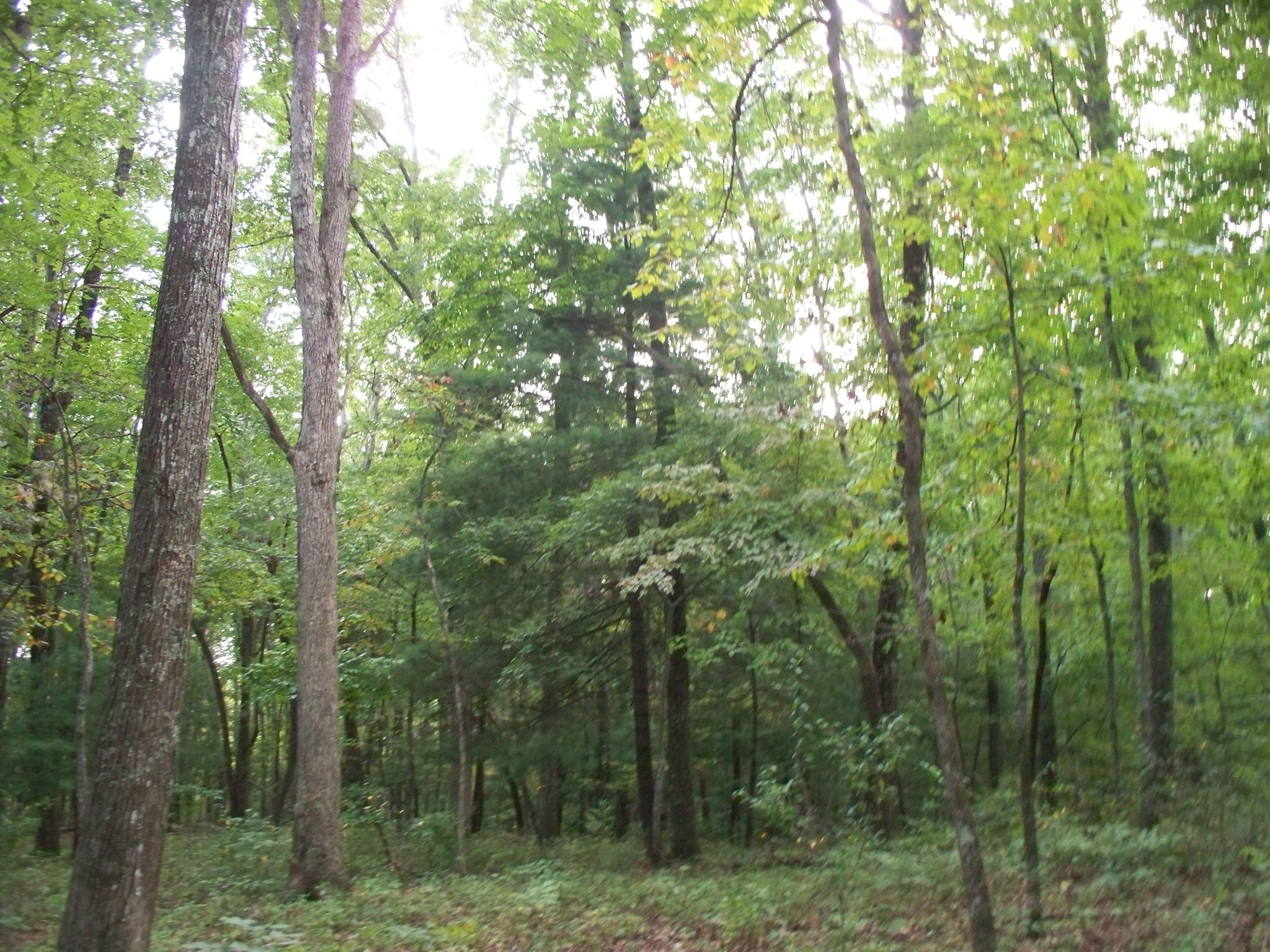 167 Lowes Gap Road Spring City, TN 37381 - Photo 18 of 20 100_7494