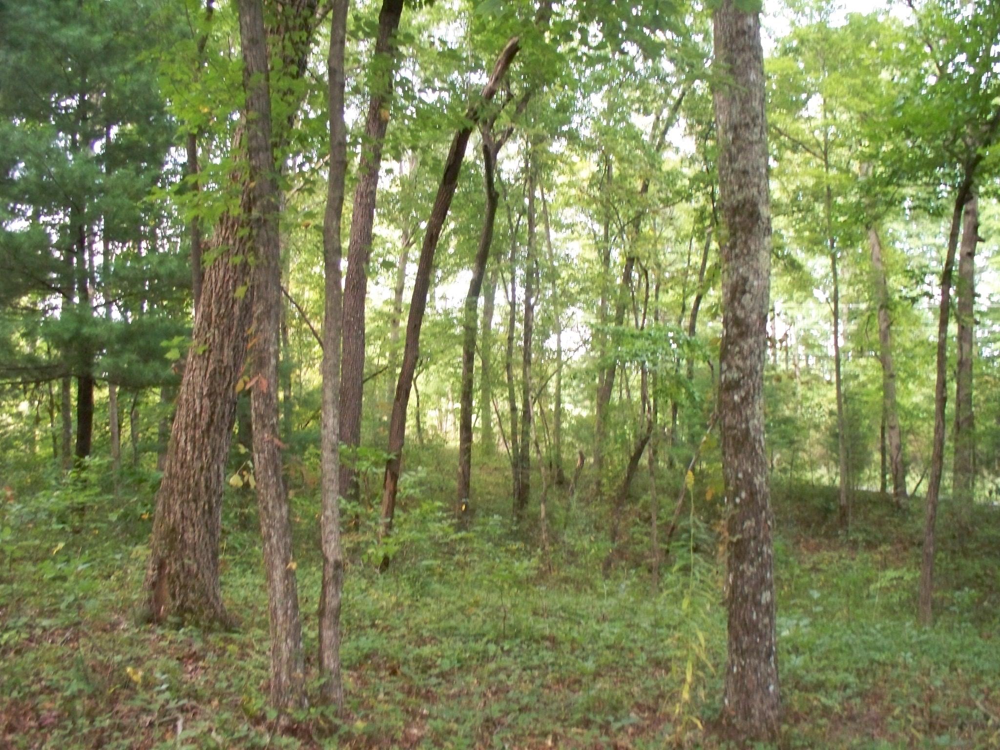 167 Lowes Gap Road Spring City, TN 37381 - Photo 20 of 20 100_7491