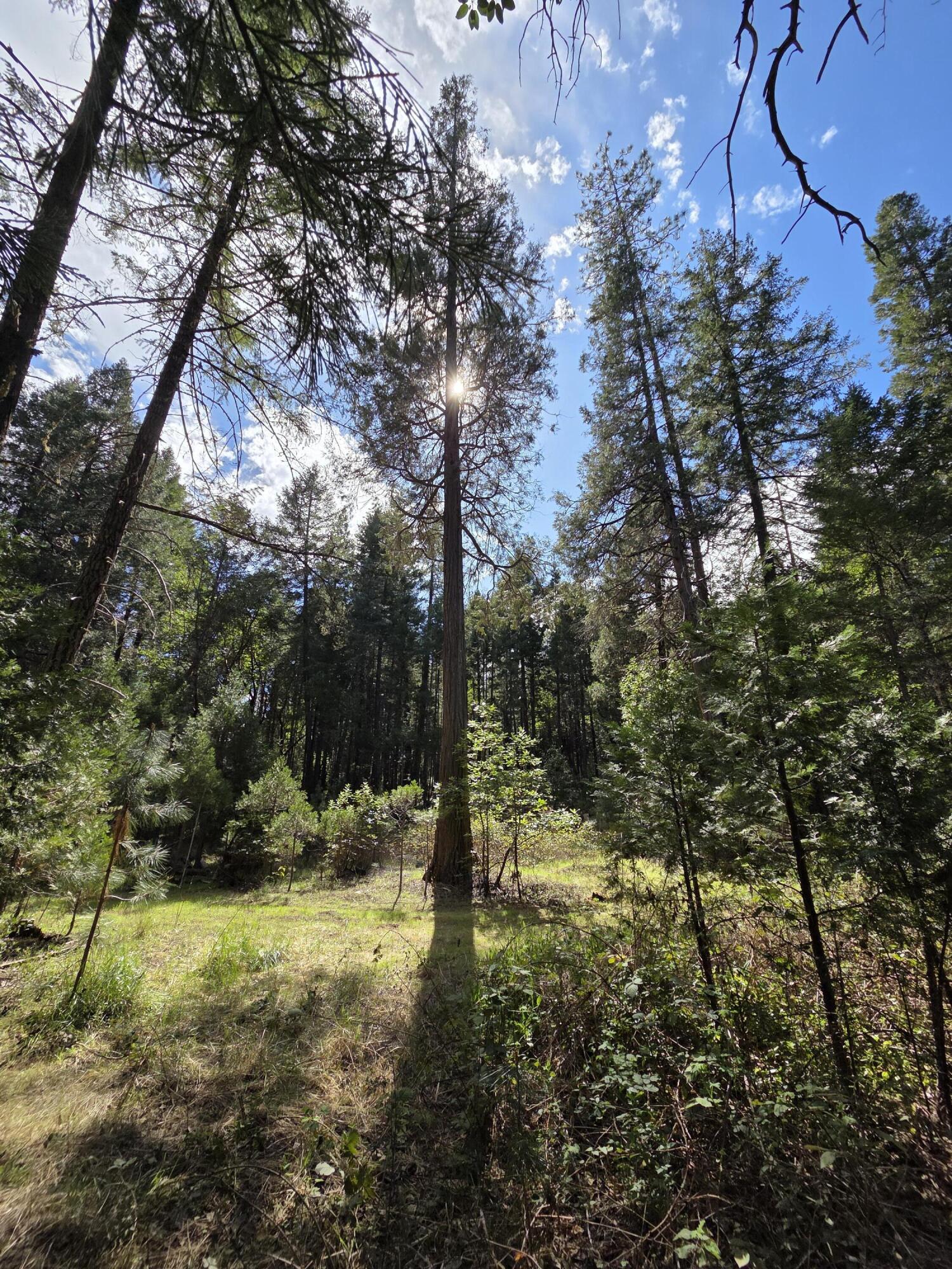 3760 Pleasant Creek Road Rogue River, OR 97537 - Photo 33 of 36 a view of outdoor space and trees