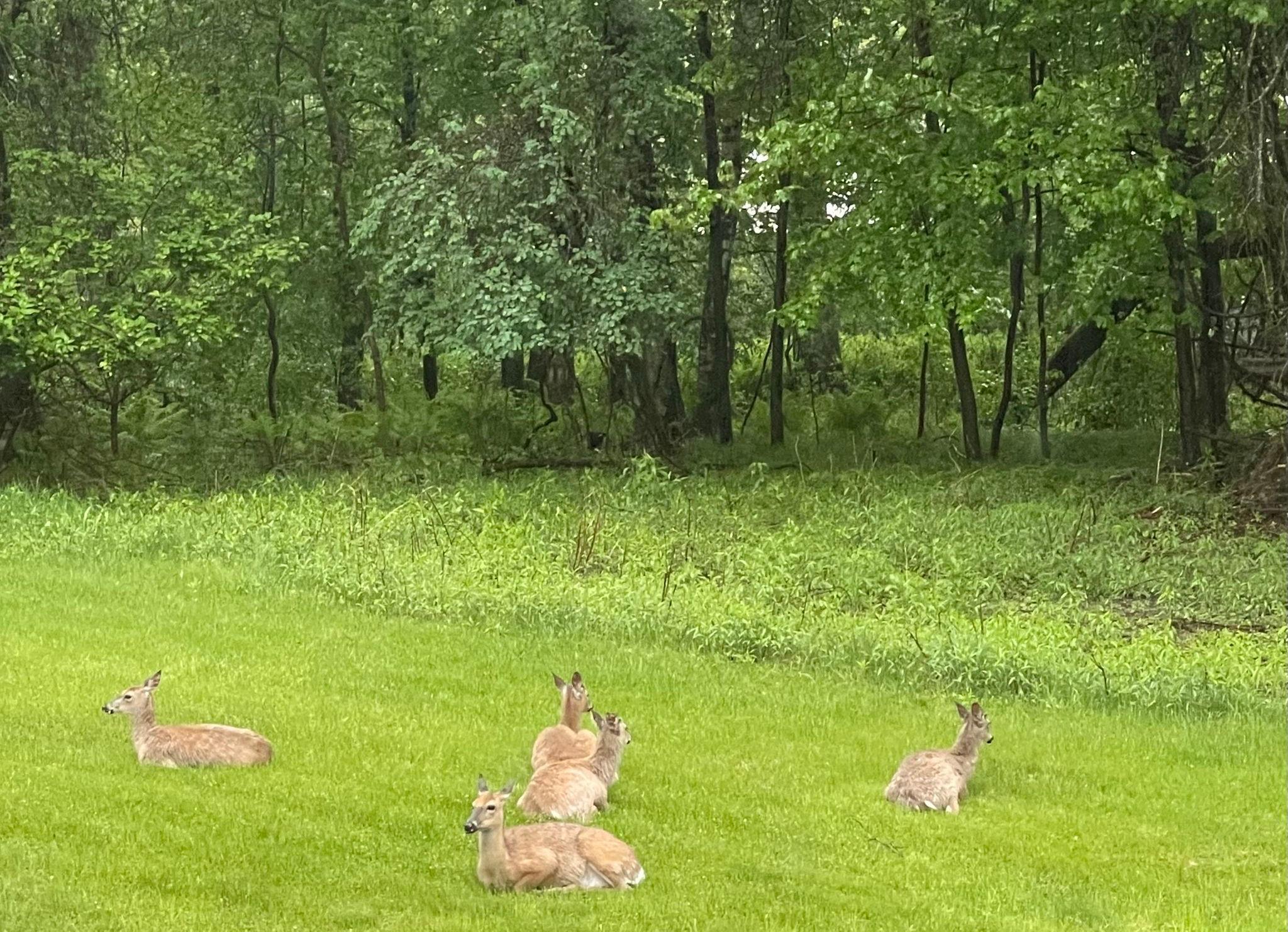 24132 Thames Street Northeast Stacy, MN 55079 - Photo 46 of 52