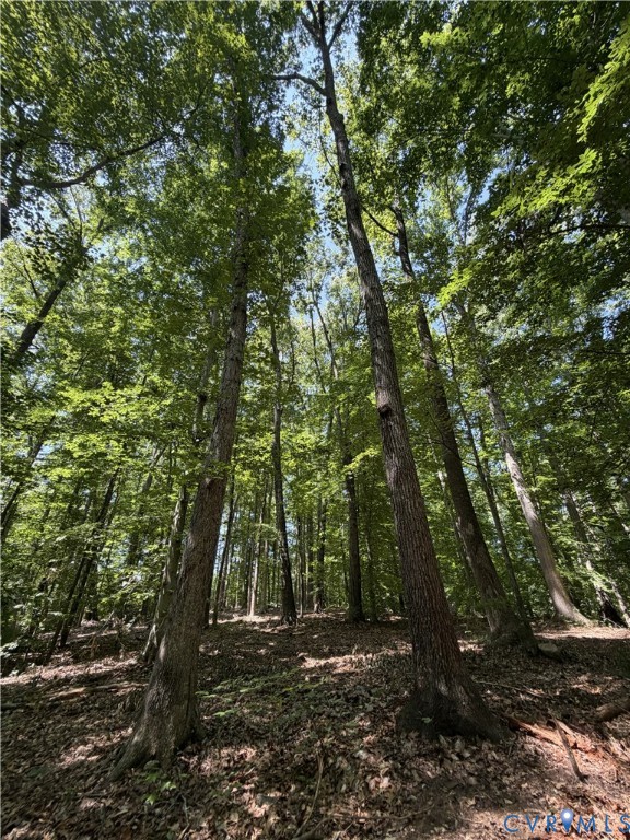 Lot 4 Parrish Road Louisa, VA 23093 - Photo 6 of 11 Mature trees throughout