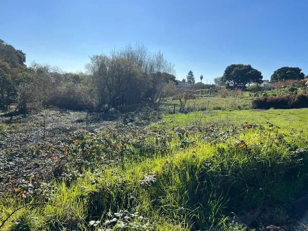a view of a bunch of trees and bushes