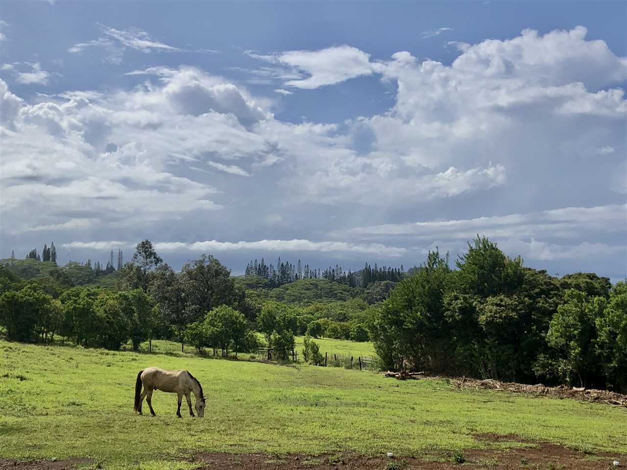 780 West Kuiaha Road Haiku, HI 96708 - Photo 8 of 30 a view of a golf course with a garden