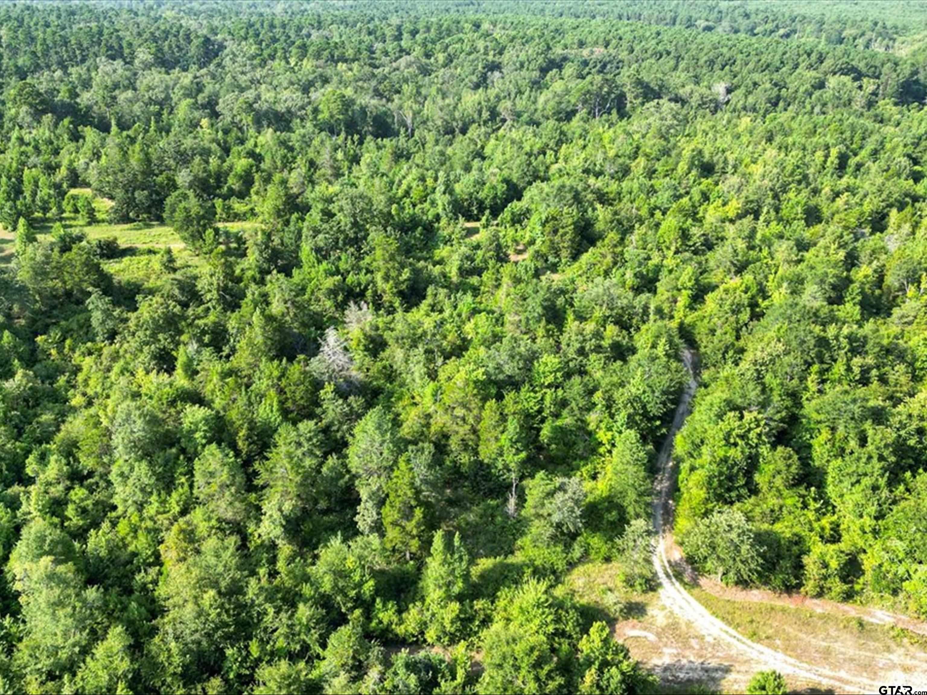 67-acres South Live Oak Road Gilmer, TX 75644 - Photo 16 of 18 a view of a lush green forest