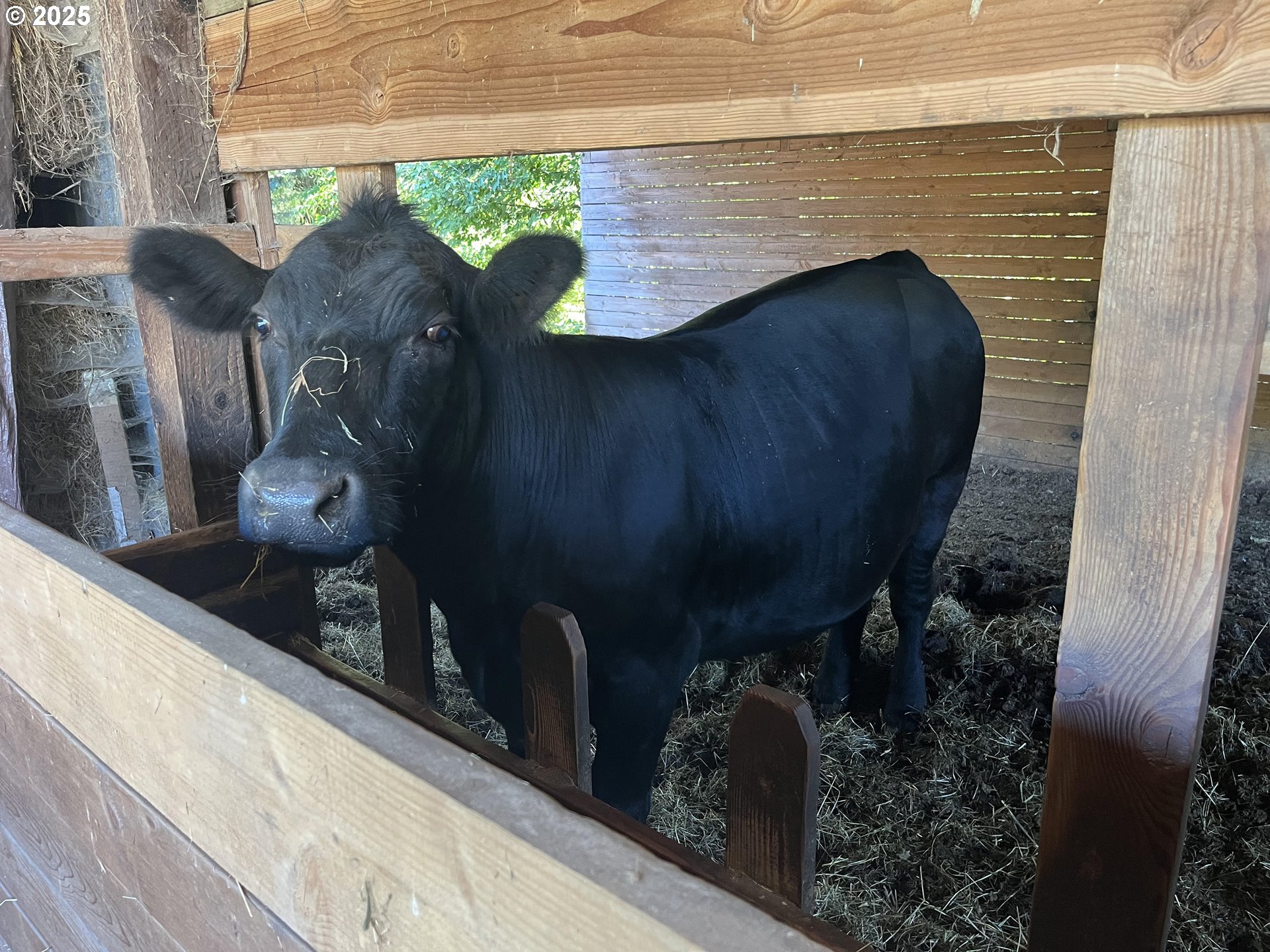 21076 Northwest Green Mountain Road Banks, OR 97106 - Photo 5 of 46 a close view of shoes