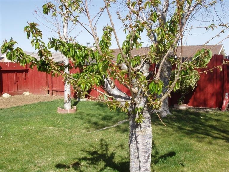 1272 El Rancho Drive Tehachapi, CA 93561 - Photo 10 of 22 Gallery Image 10