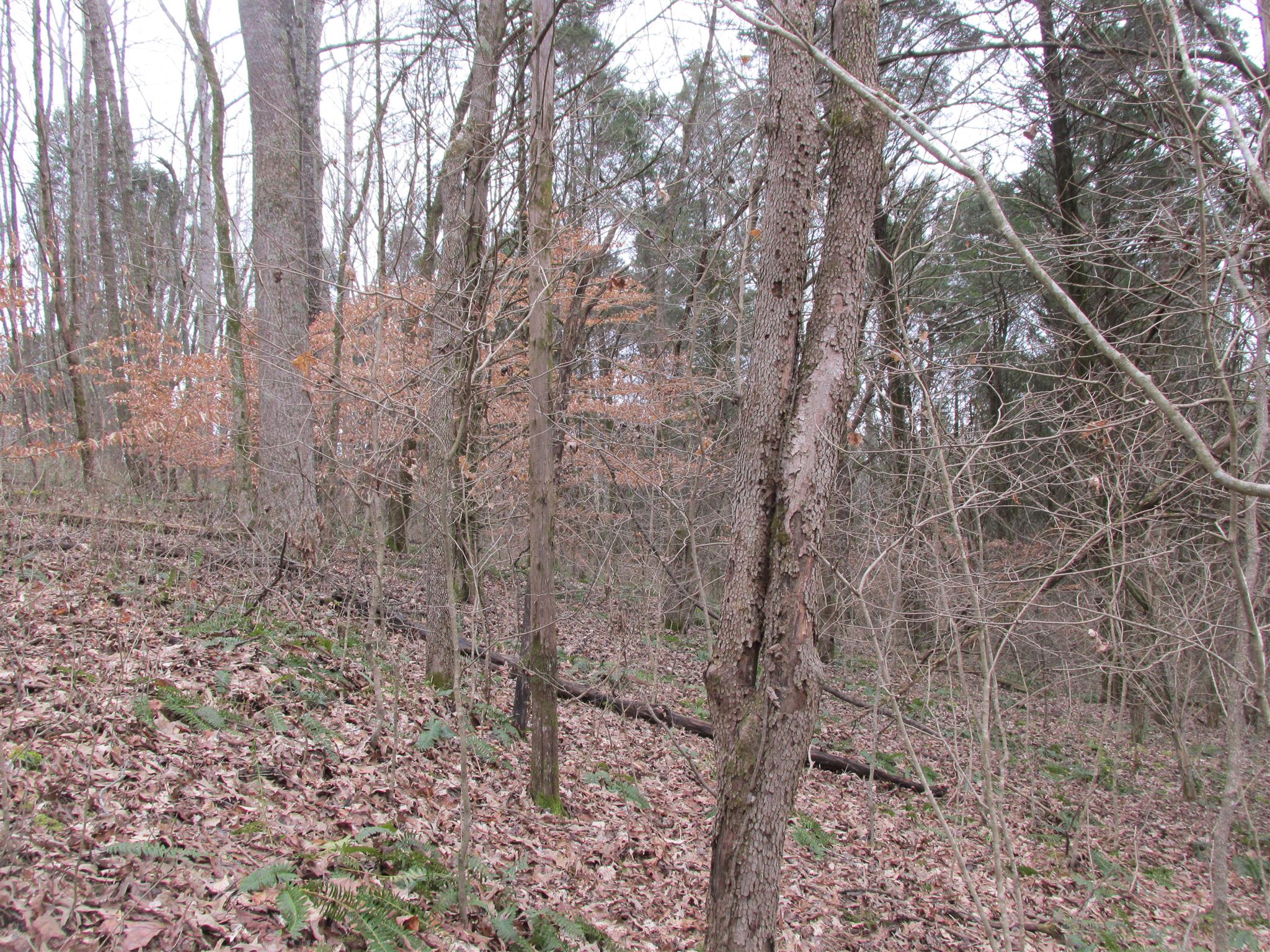 3099 Jarrell Ridge Road Clarksville, TN 37043 - Photo 11 of 18 Gallery Image 11