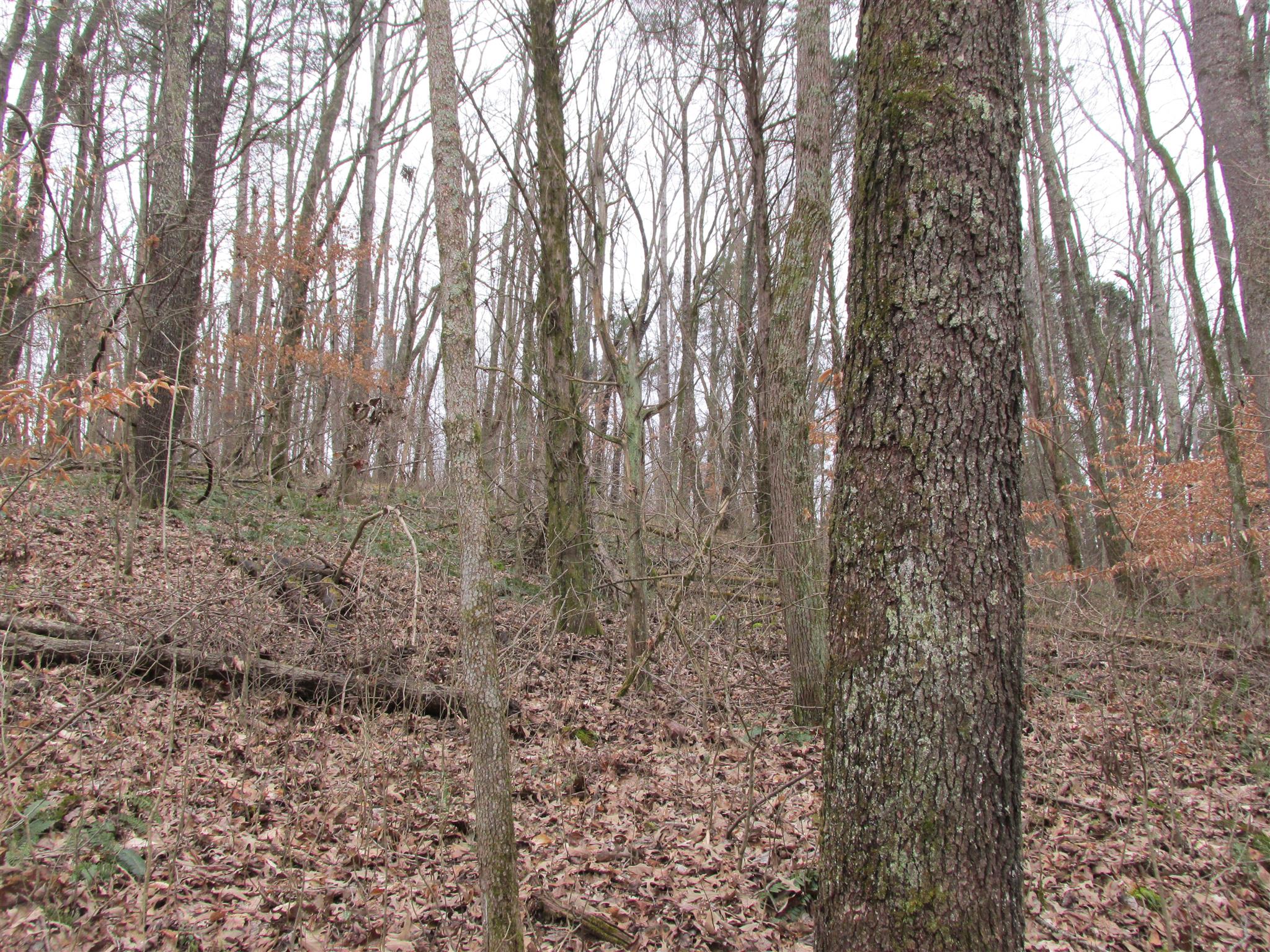 3099 Jarrell Ridge Road Clarksville, TN 37043 - Photo 10 of 18 Gallery Image 10