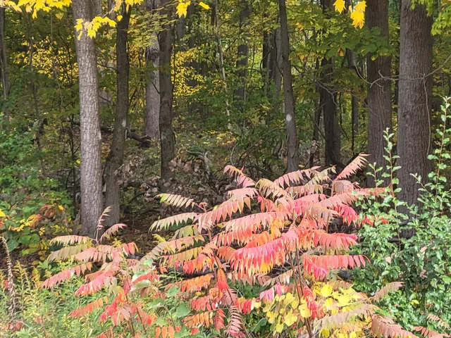 $26,500 | 74066 Ridgeway Drive, Lawton, MI 49065