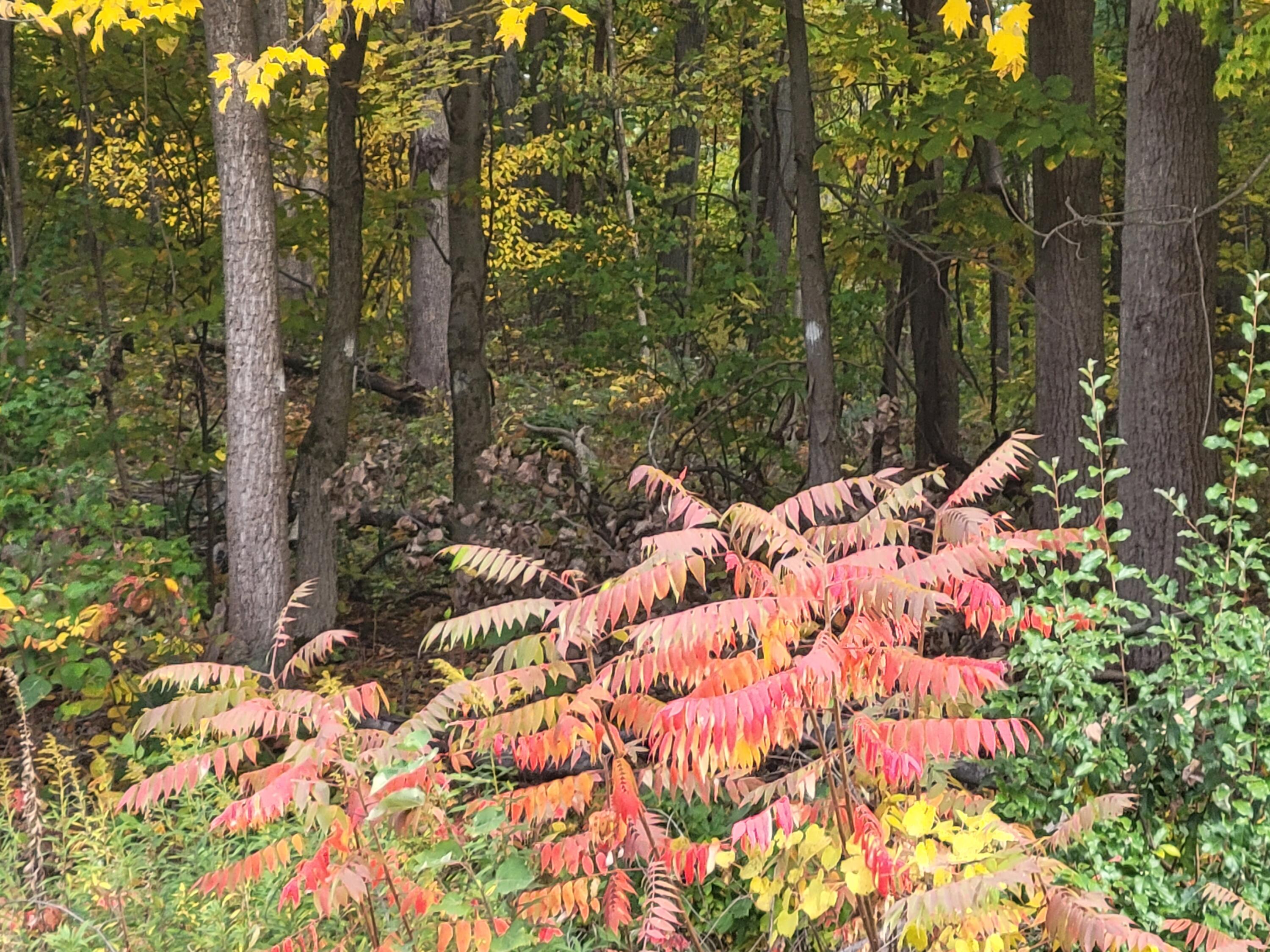 74066 Ridgeway Drive Lawton, MI 49065 - Photo 2 of 4 Beautiful, hilly lot.