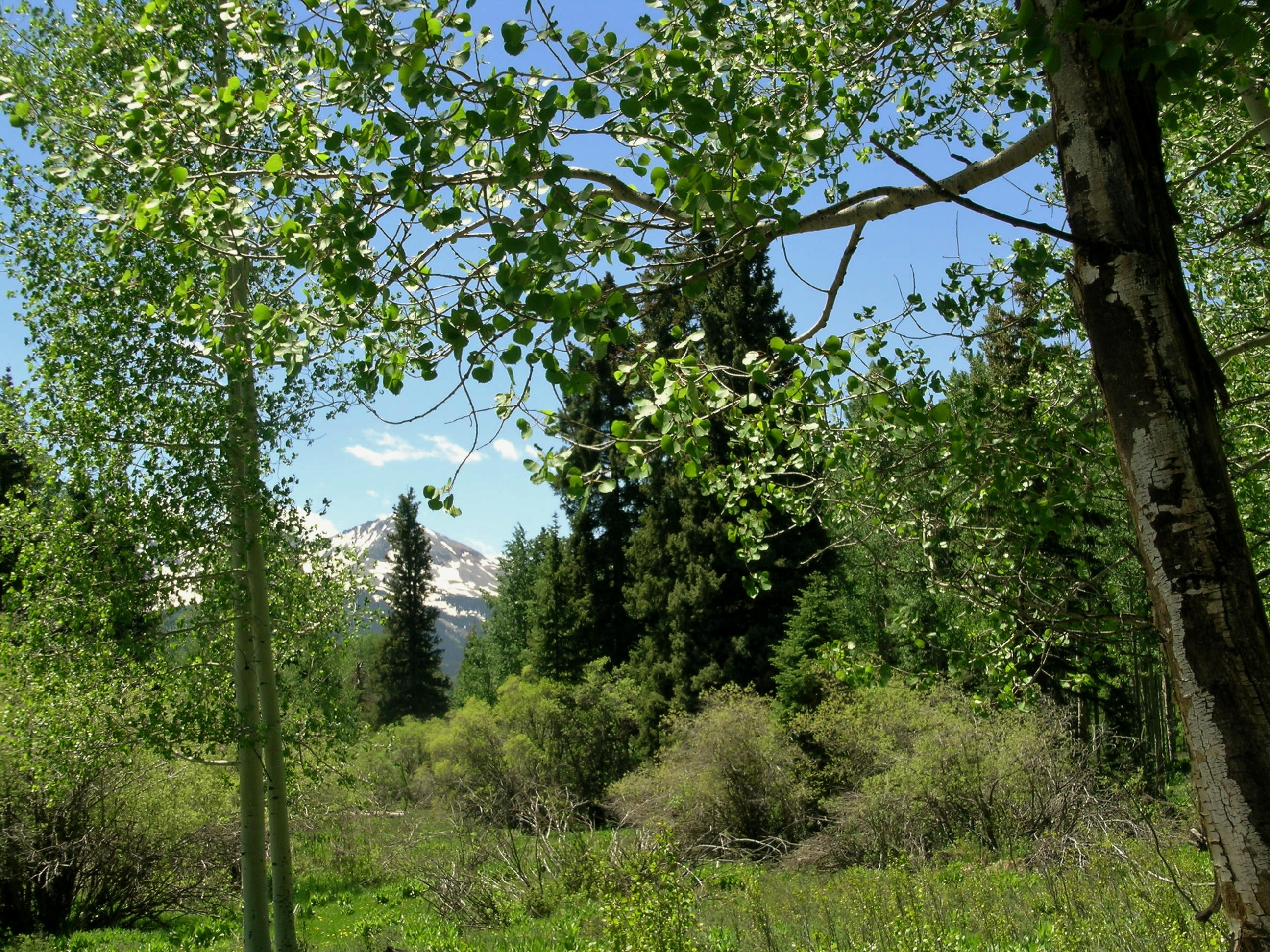 38 Acres with Varying Foliage