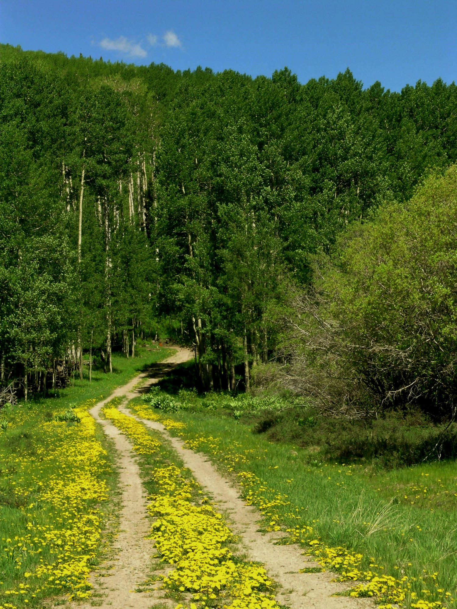 Springtime in the Rockies