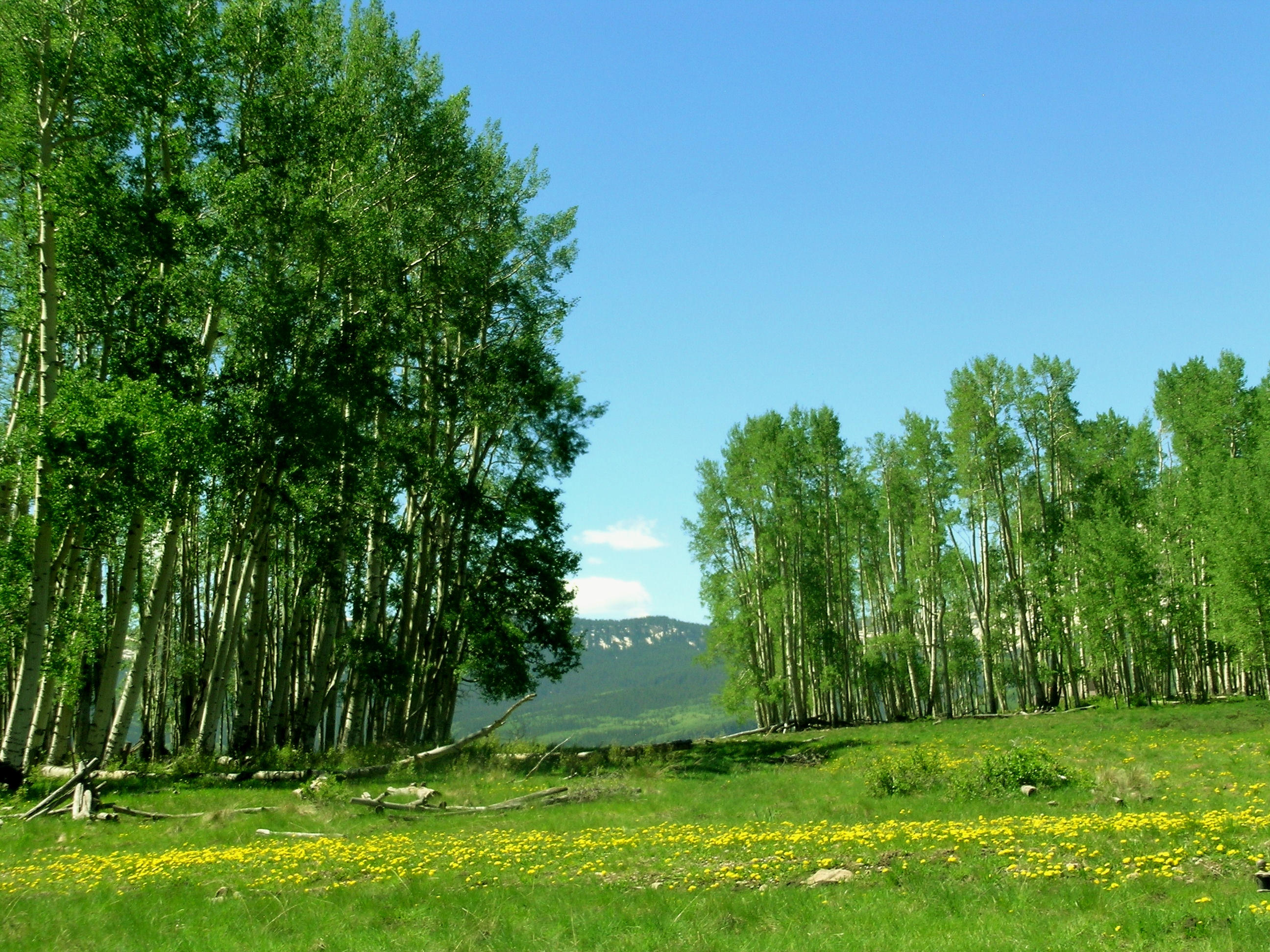 South Through the Meadows