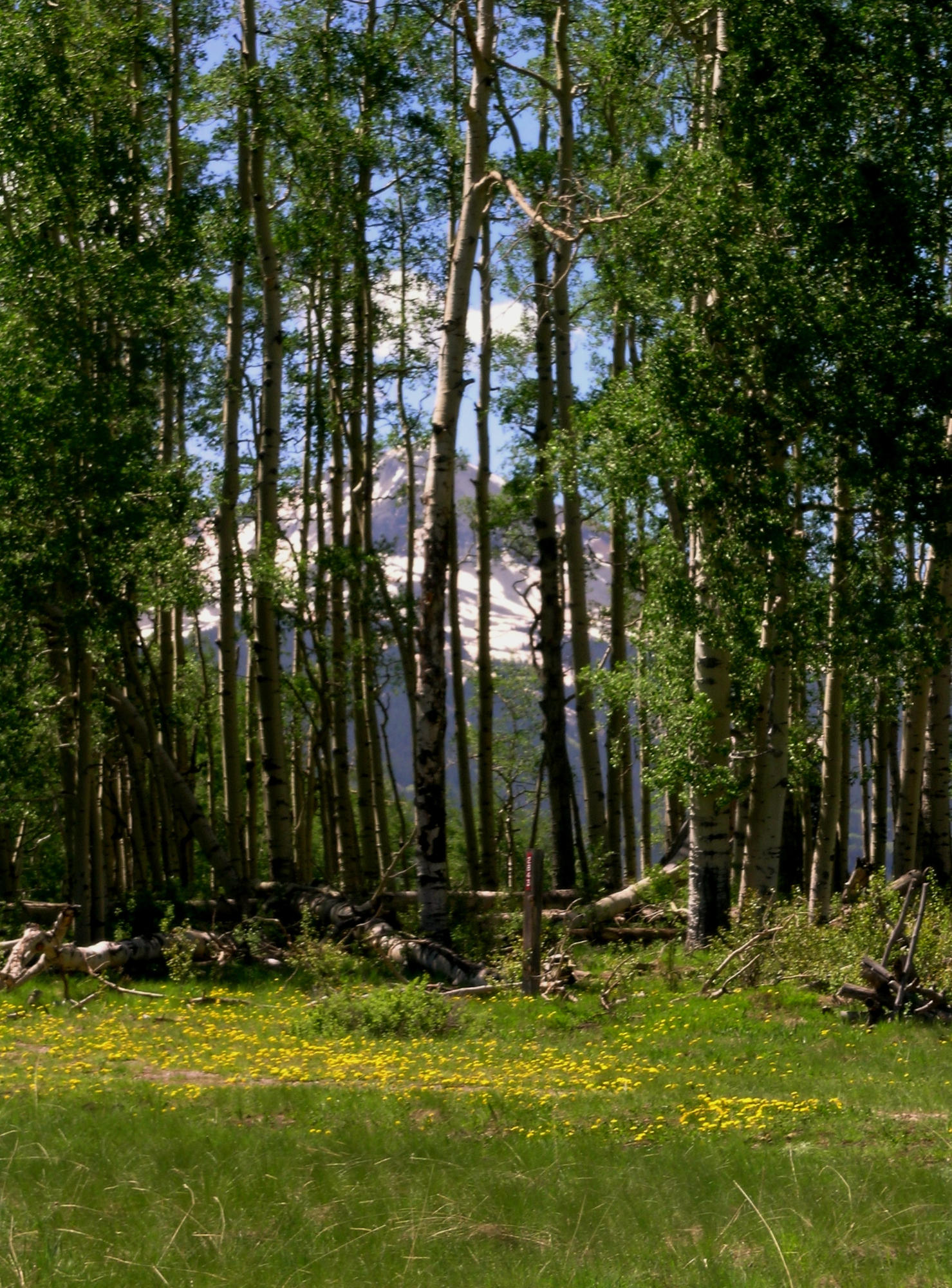 And Peak Through the Trees