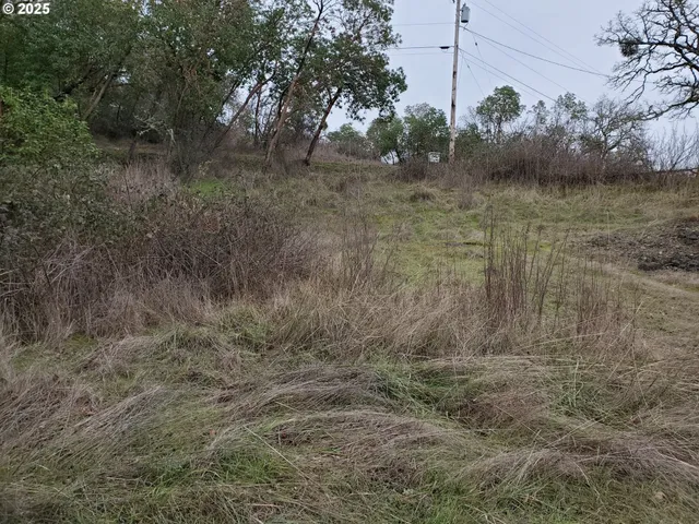 a view of a dry yard with trees