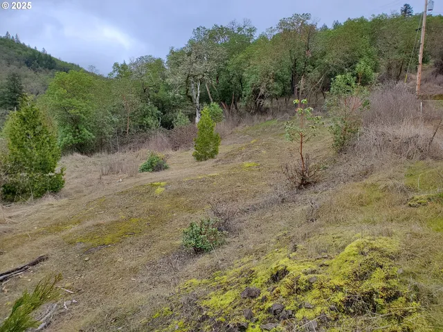 a view of a dry yard with trees in the background