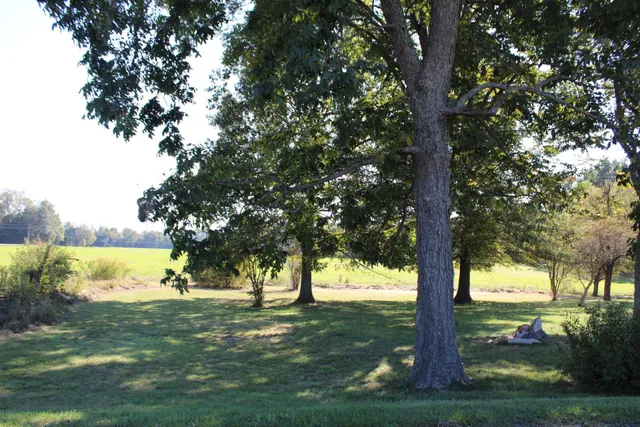 a view of a yard with large trees