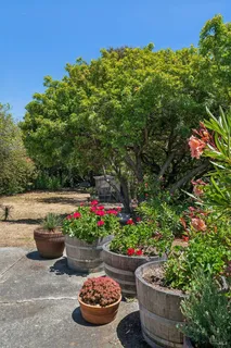 a view of a garden with flowers and some plants