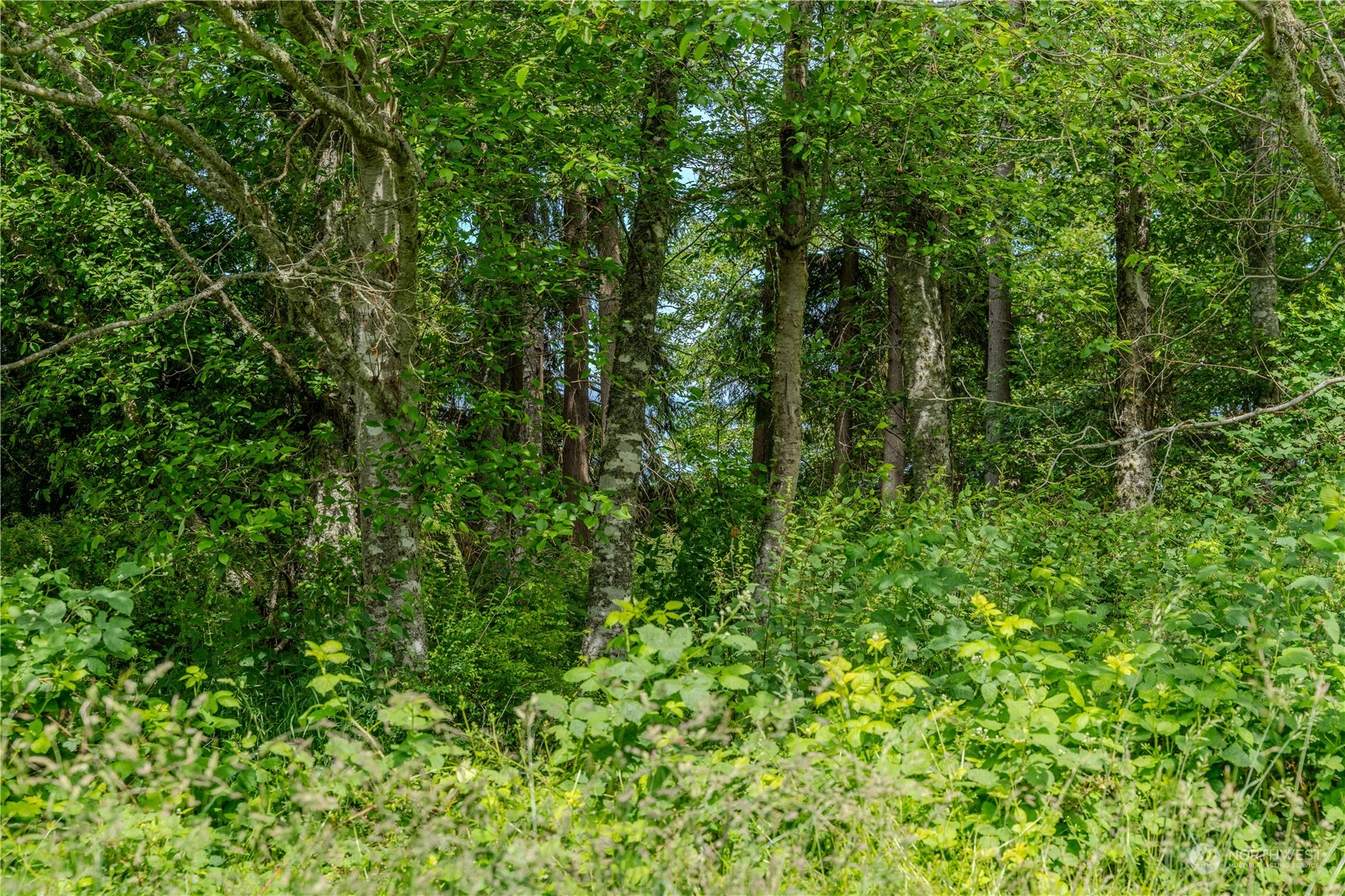 0 Greenoch Loop Oak Harbor, WA 98277 - Photo 12 of 34 a view of a lush green forest