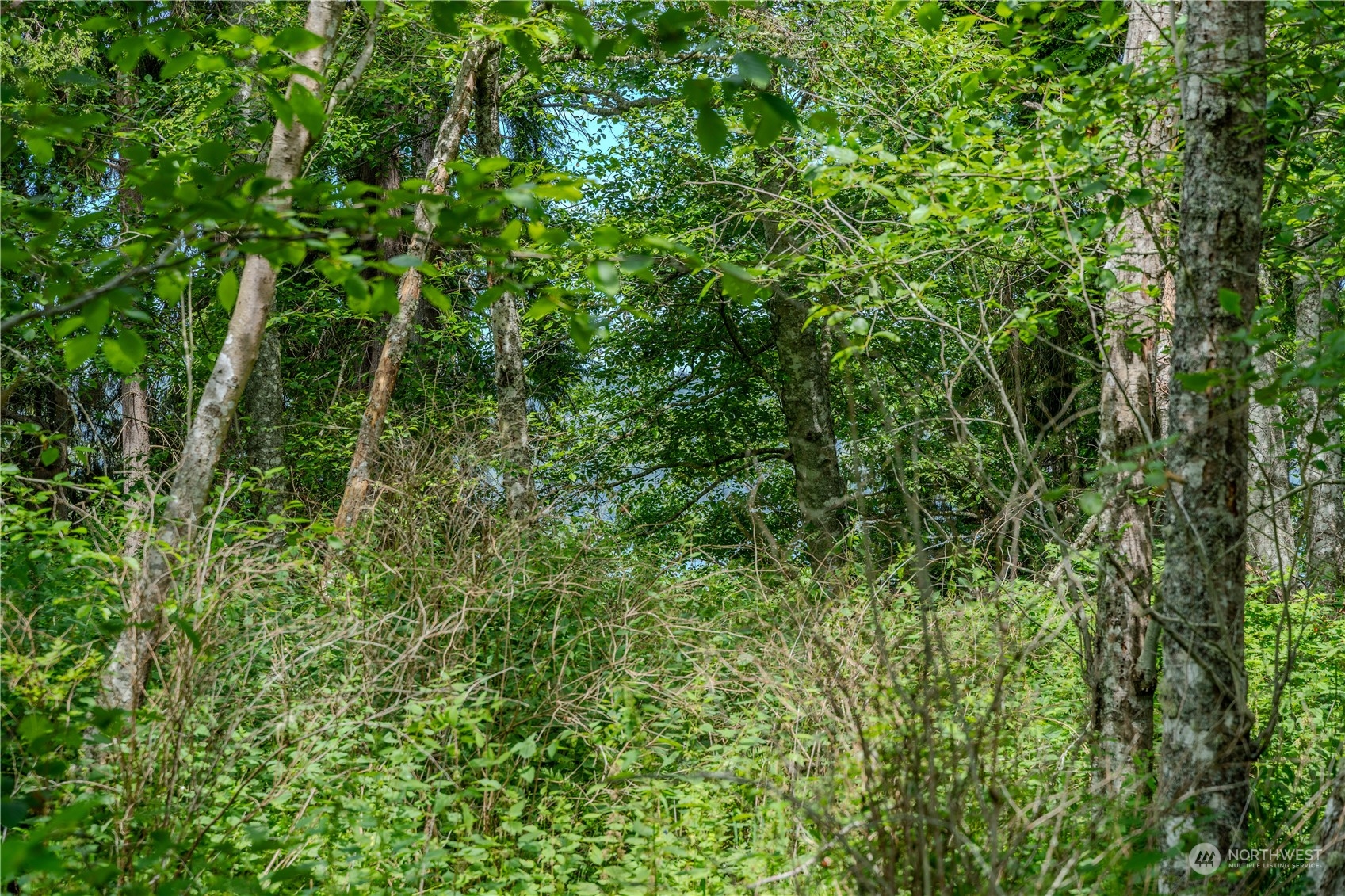 0 Greenoch Loop Oak Harbor, WA 98277 - Photo 14 of 34 a view of a lush green forest
