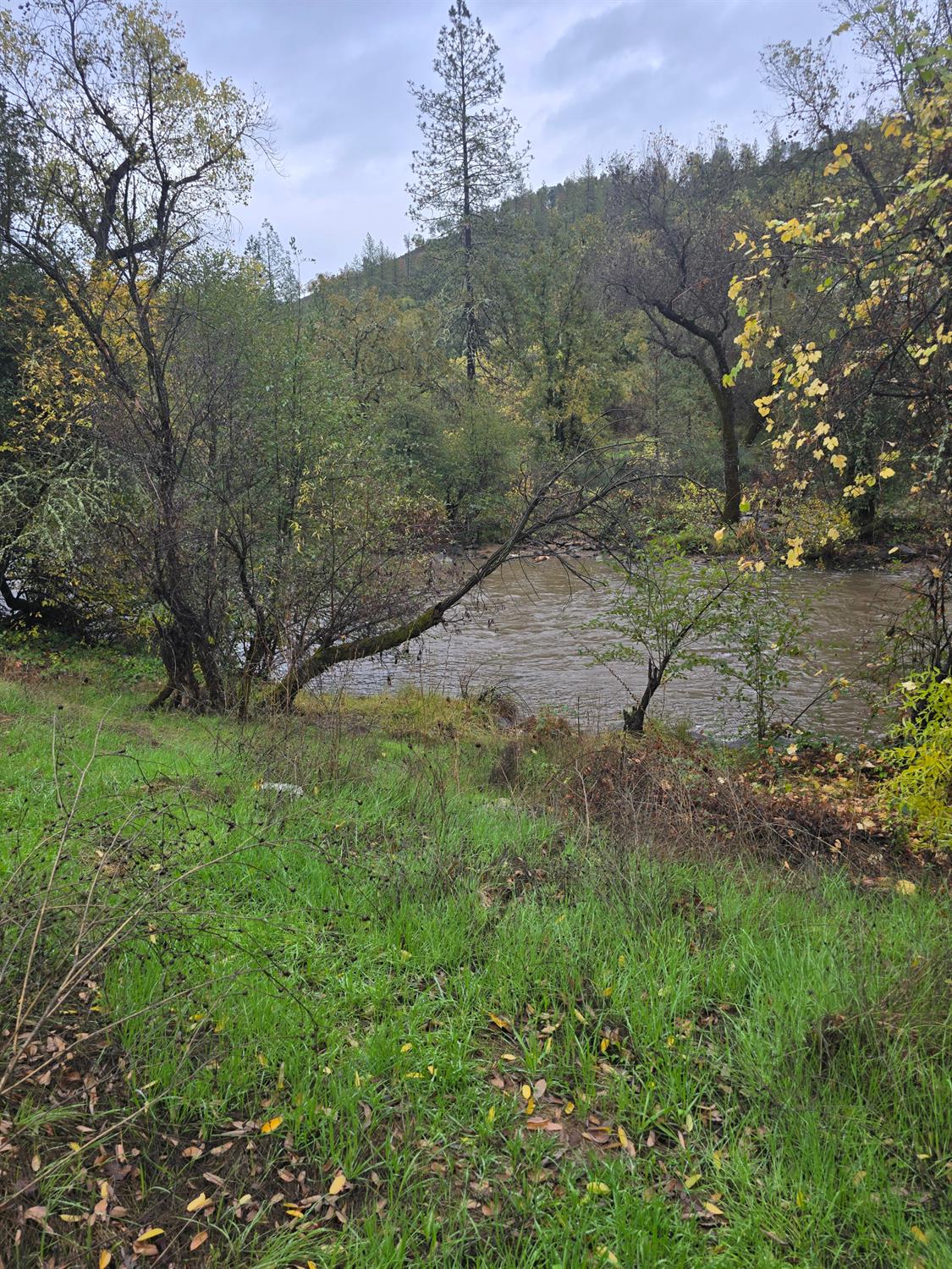 a view of a yard with a tree