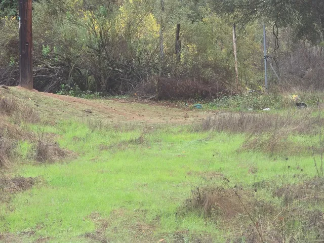 a view of a yard with large trees