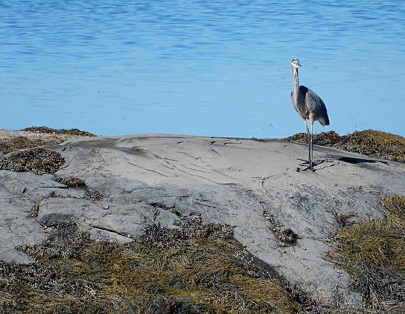 39 Wahebe Road Tenants Harbor, ME 04860 - Photo 18 of 22 more wildlife