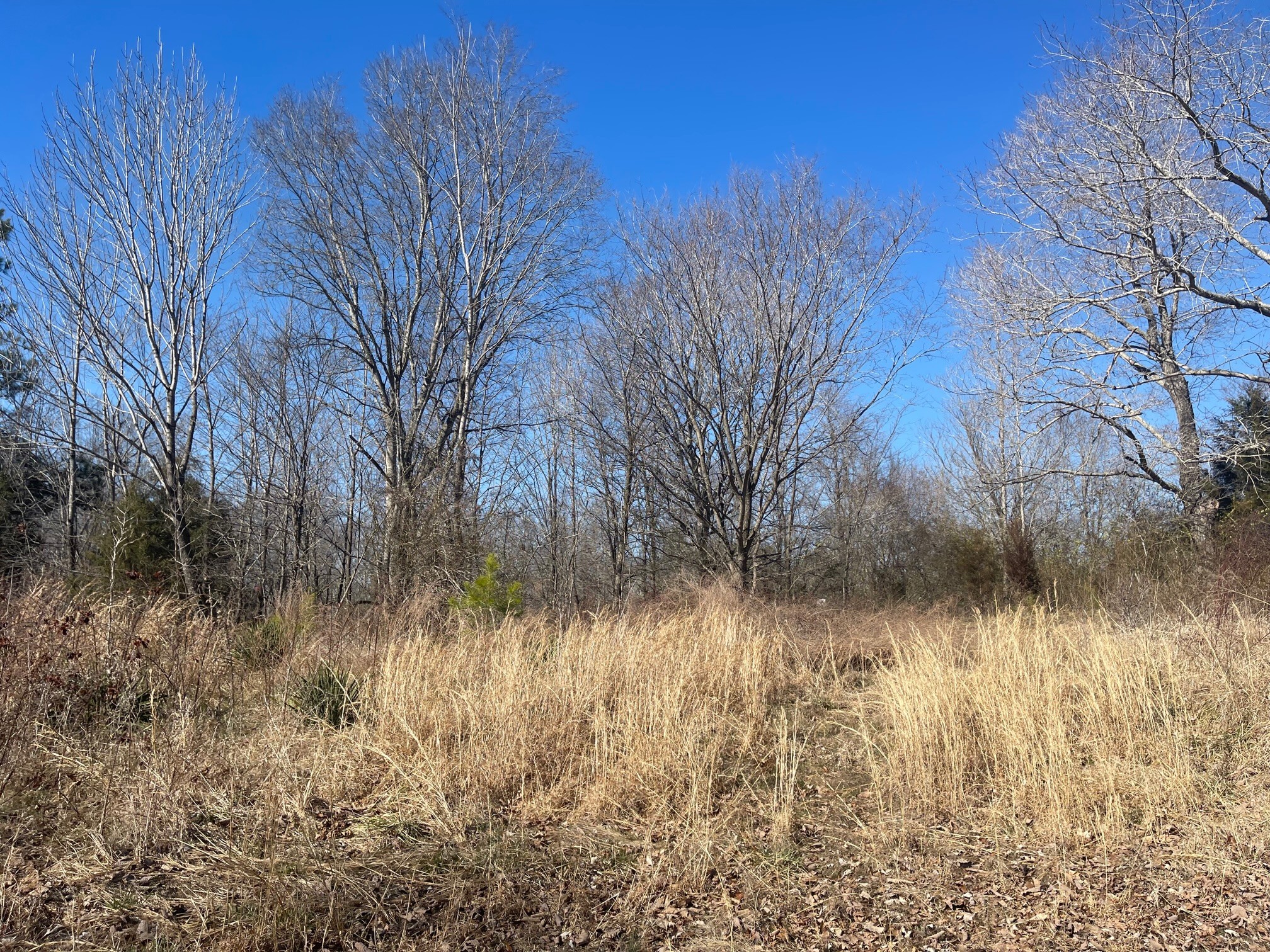 0 Bazzie Dock Road Dover, TN 37058 - Photo 6 of 7 Gallery Image 6