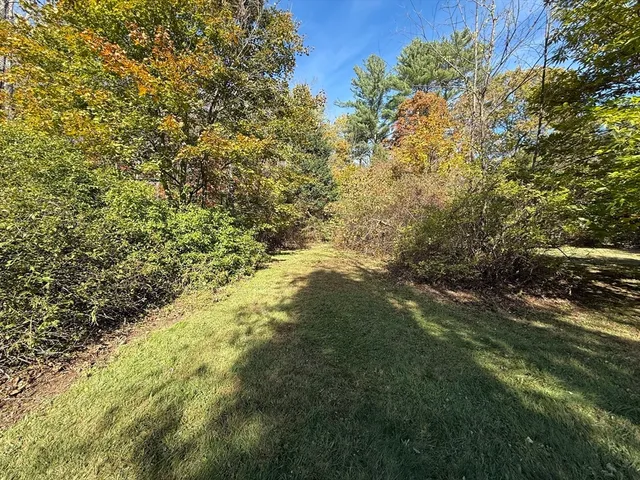 a view of a tree in a yard