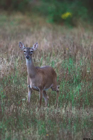 a view of a lake with a house in the background