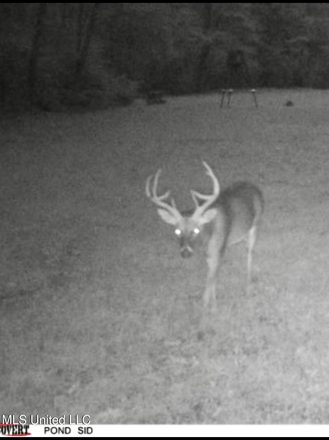 19757 Highway 17 Lexington, MS 39095 - Photo 3 of 59 IMG_7955