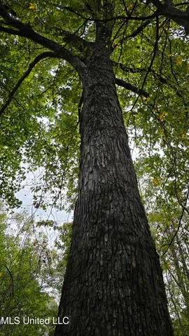 $395,000 | 19757 Highway 17, Lexington, MS 39095