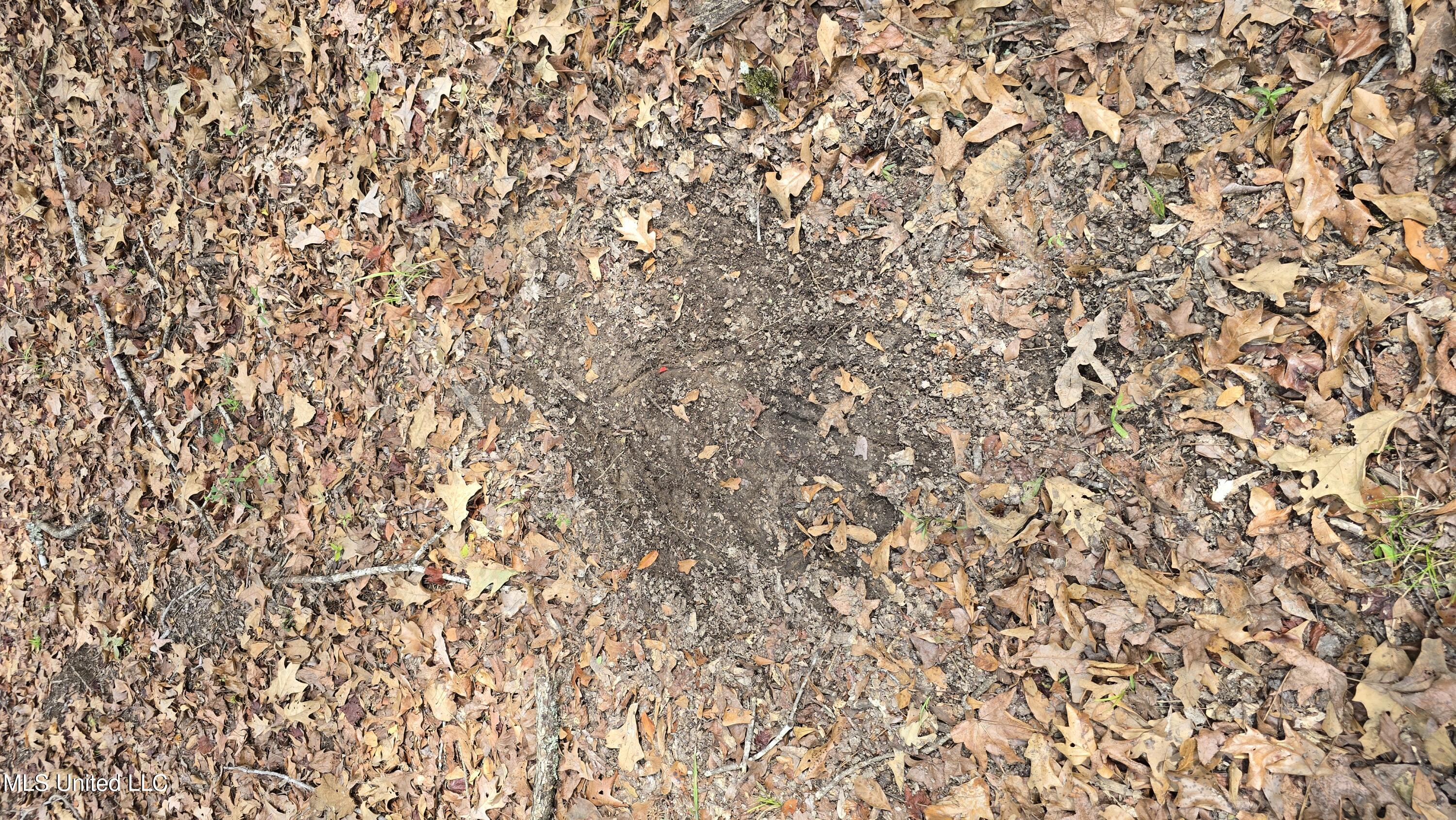 19757 Highway 17 Lexington, MS 39095 - Photo 39 of 59 20251024_123557