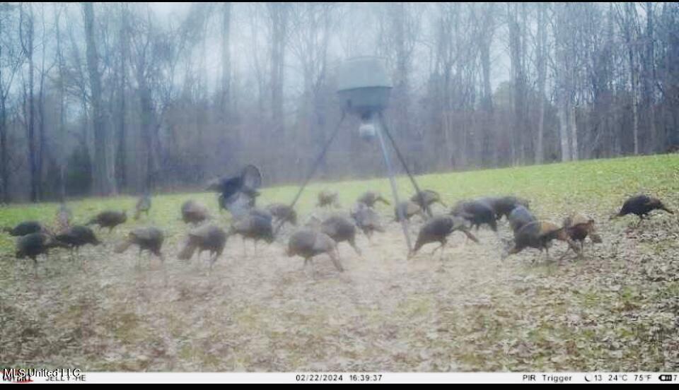 19757 Highway 17 Lexington, MS 39095 - Photo 43 of 59 IMG_5466