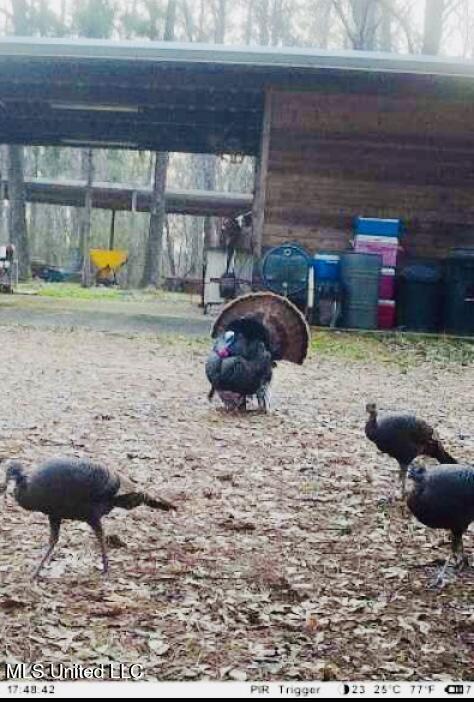 19757 Highway 17 Lexington, MS 39095 - Photo 45 of 59 IMG_5565