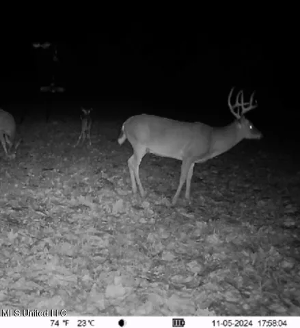 $395,000 | 19757 Highway 17, Lexington, MS 39095