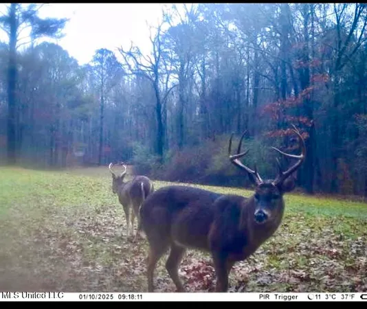 $395,000 | 19757 Highway 17, Lexington, MS 39095