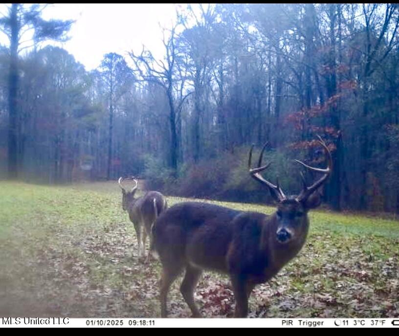 19757 Highway 17 Lexington, MS 39095 - Photo 50 of 59 IMG_8318