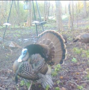 19757 Highway 17 Lexington, MS 39095 - Photo 57 of 59 IMG_8934